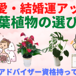 恋愛・結婚運アップの観葉植物と風水をプロがご提案！