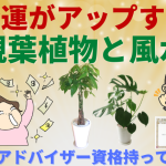 金運アップの観葉植物の選び方！風水アドバイザーがご提案