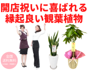開店祝いに喜ばれる縁起良い観葉植物