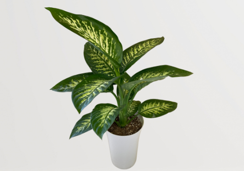 ディフェンバキアを元気に育てるポイントと風水 観葉植物と風水のグリーンスマイルblog