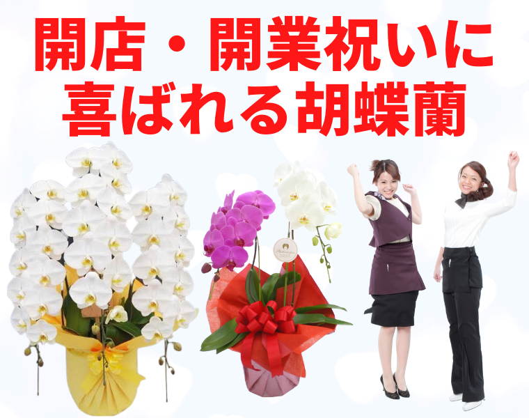 開店 開業祝いに喜ばれる胡蝶蘭のお店 グリーンスマイル グリーンスマイル