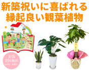 新築祝いに喜ばれる縁起良い観葉植物