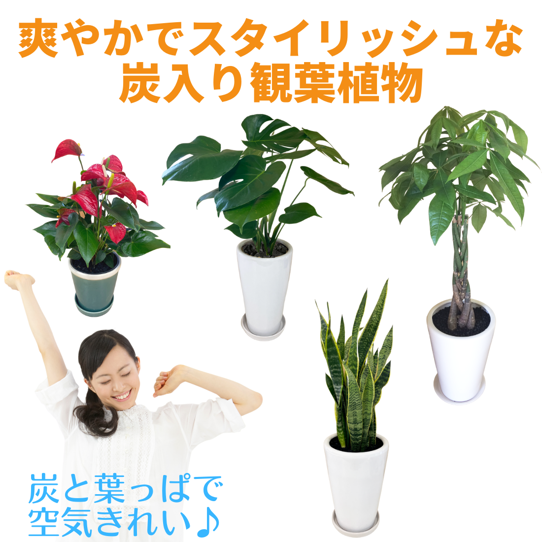 開店祝いに喜ばれる縁起良い観葉植物の専門店 グリーンスマイル グリーンスマイル