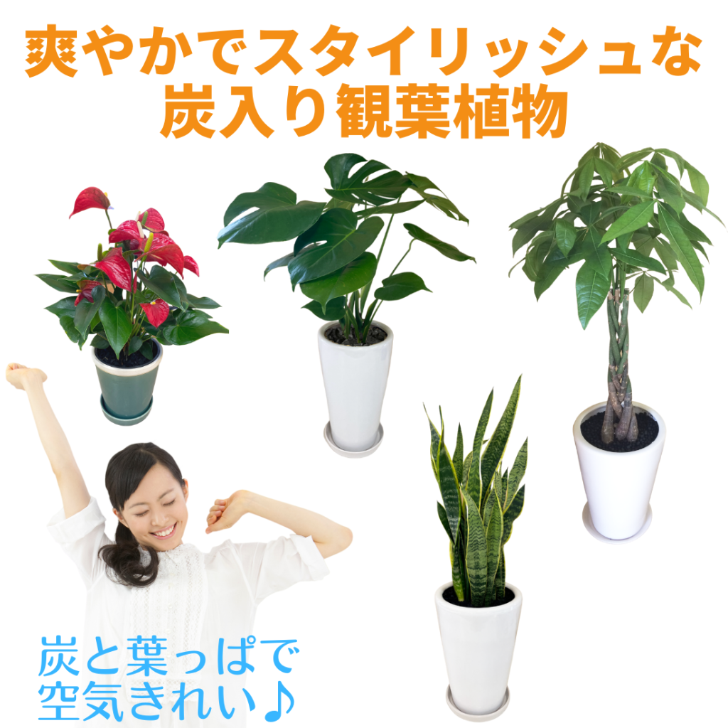 炭入り観葉植物