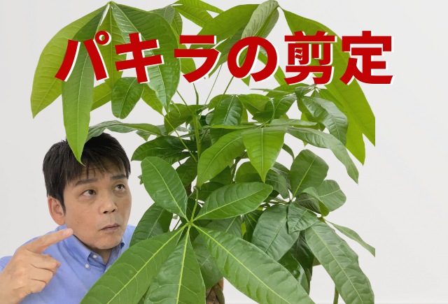 とっても簡単 パキラの剪定 たった3つのポイント グリーンスマイル