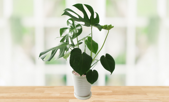 初心者さんにおすすめ 人気の観葉植物インテリア30種ご紹介 グリーンスマイル