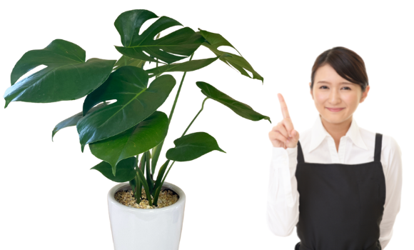 モンステラの風水で簡単運気アップ 風水アドバイザーご提案 グリーンスマイル