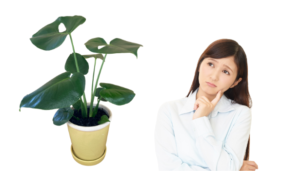 モンステラの育て方 枯れる原因とその対策 グリーンスマイル