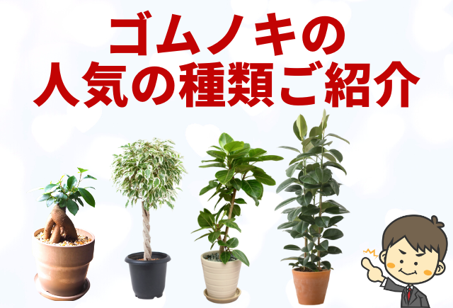 ゴムの木 フィカス の人気の11種類をご紹介します グリーンスマイル