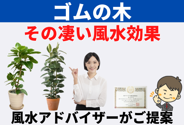 ゴムの木の風水効果を風水アドバイザーが解説 | 観葉植物と風水の 