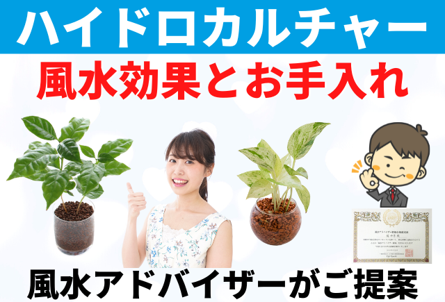観葉植物のハイドロカルチャー 風水とお手入れ グリーンスマイル 観葉植物のハイドロカルチャー 風水とお手入れ グリーンスマイル