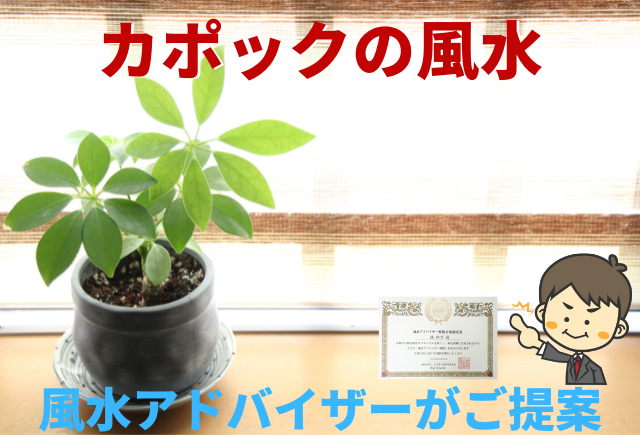 カポック シェフレラ の開運効果を風水アドバイザーが解説します グリーンスマイル カポック シェフレラ の開運効果を風水アドバイザーが解説します グリーンスマイル