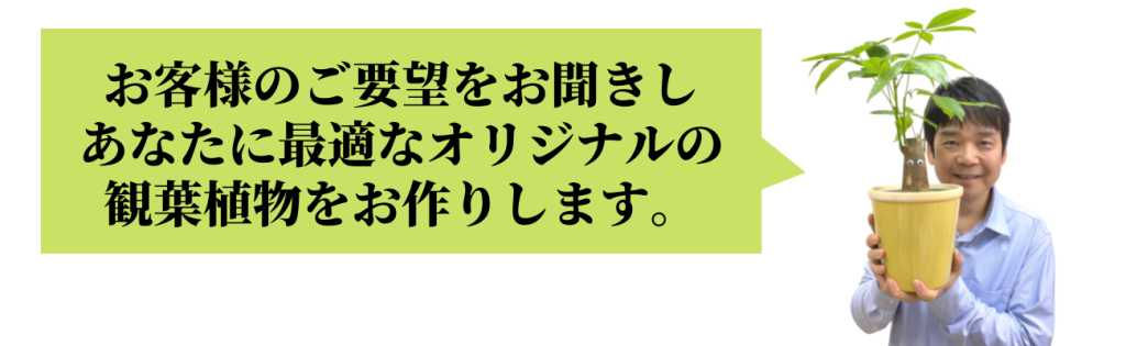 オリジナル観葉植物