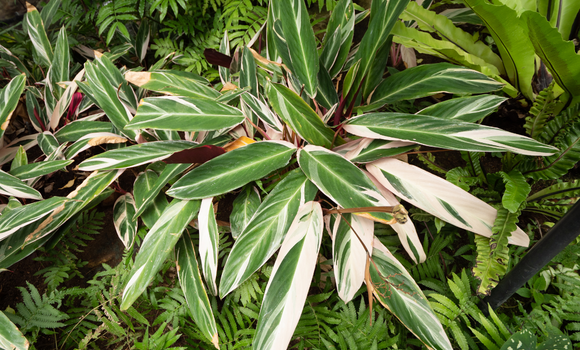 クテナンテの上手な育て方と風水ワンポイント グリーンスマイル