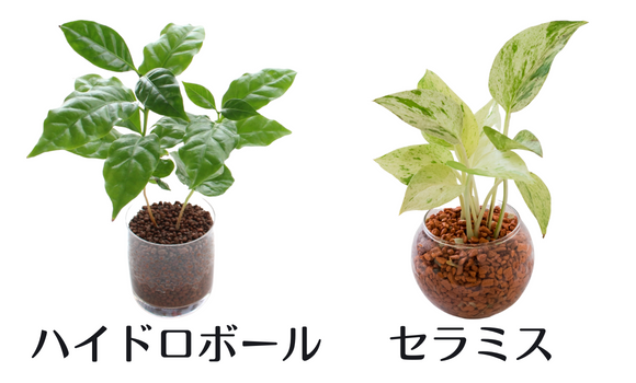 セラミスの植替えと育て方 観葉植物ガジュマルで実践解説 グリーンスマイル