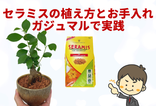 セラミスの植替えと育て方 観葉植物ガジュマルで実践解説 グリーンスマイル