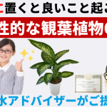 個性的でお洒落な観葉植物6選！風水では東に置くと良いこと起こる