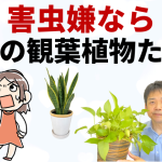 害虫が付きにくい観葉植物6選！虫が嫌ならコレ