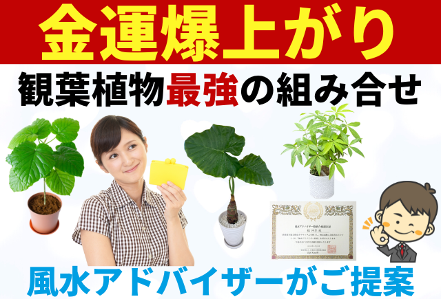 金運がアップする観葉植物の組合わせ！相乗効果が凄い風水テクニック 