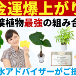 金運がアップする観葉植物の組合わせ！相乗効果が凄い風水テクニック