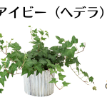 アイビー（ヘデラ）の風水と枯らさない育て方のポイント