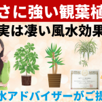 寒さに強い観葉植物8選とその凄い風水効果をご紹介します