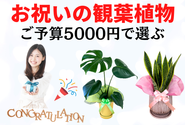 予算5000円で選ぶ開店・移転・新築などお祝いの観葉植物 | 観葉植物と 