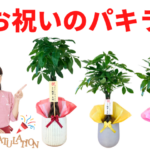 開店・新築等のお祝いに人気の観葉植物【パキラ】一覧と選び方