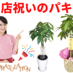 開店・新築等のお祝いに人気の観葉植物【パキラ】一覧と選び方