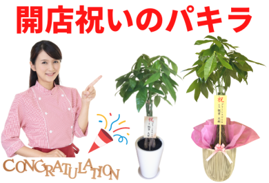 開店祝いのパキラ