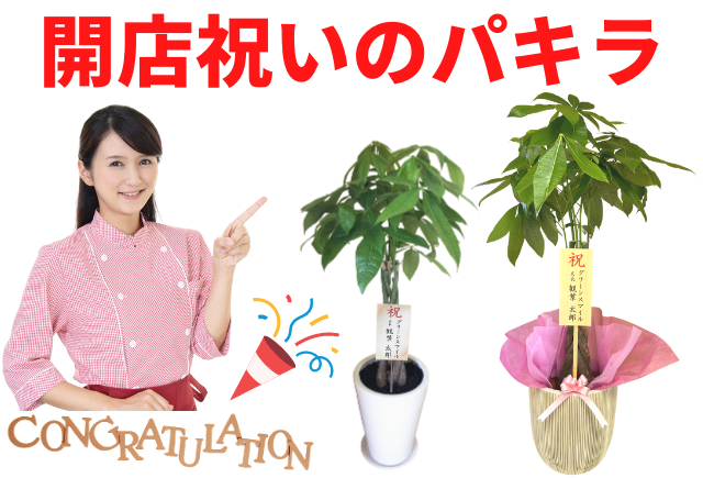 開店祝いのパキラ