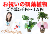 予算5千円 ～1万円のお祝いの観葉植物