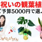 予算5000円で選ぶ開店・移転・新築などお祝いの観葉植物
