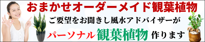 おまかせオーダーメイド観葉植物