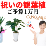 予算1万円の観葉植物ならコレ！開店・開業等のお祝いに間違いなし