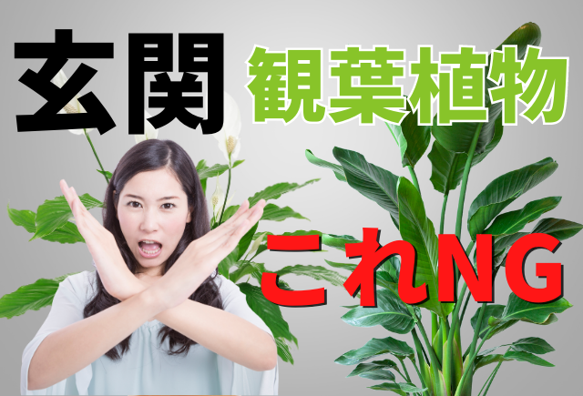 玄関の観葉植物のNG】これやると運気が下がる | 観葉植物と風水の ...