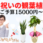 15000円～20000円のお祝いの観葉植物ランキングと選び方