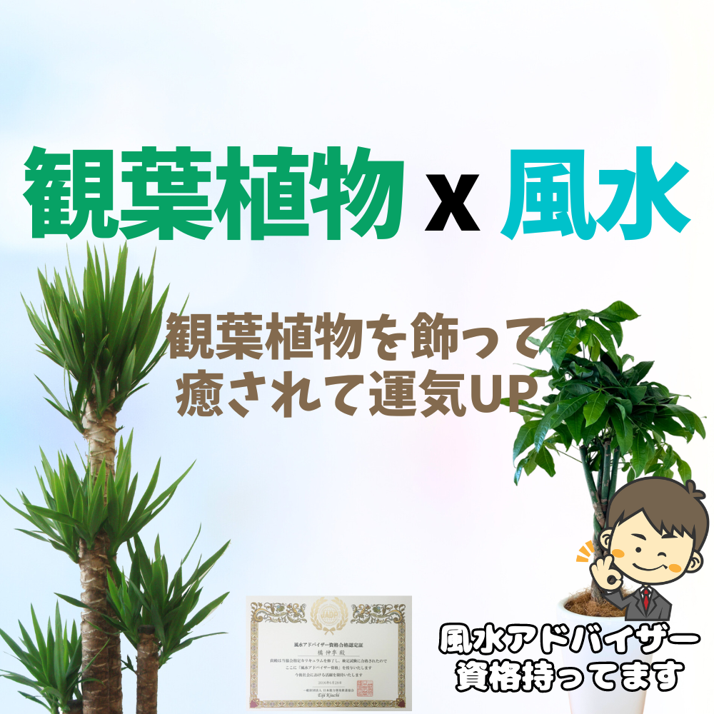 グリーンスマイル【観葉植物と風水 】